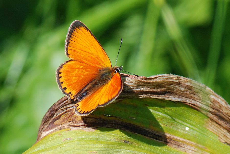 Lycaena virgaureae